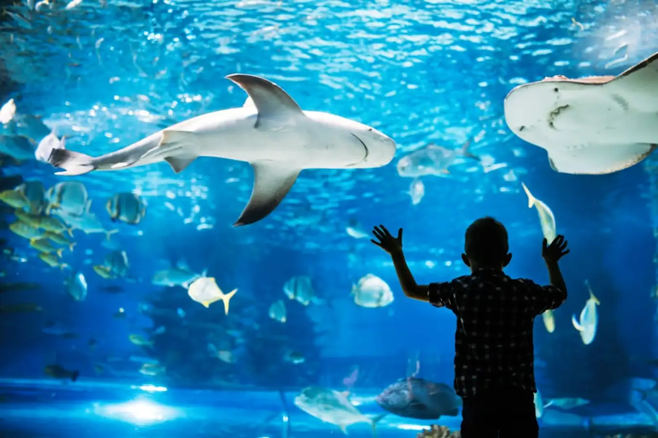 Wisata ‘Bawah” Air – Jakarta Aquarium and Safari.